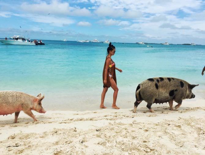 Яо Синтун фото на пляже со свинками